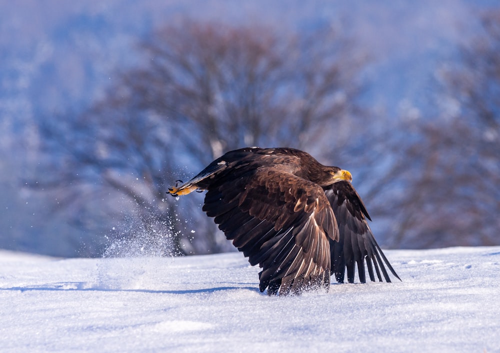 black eagle flying above snow field during daytime