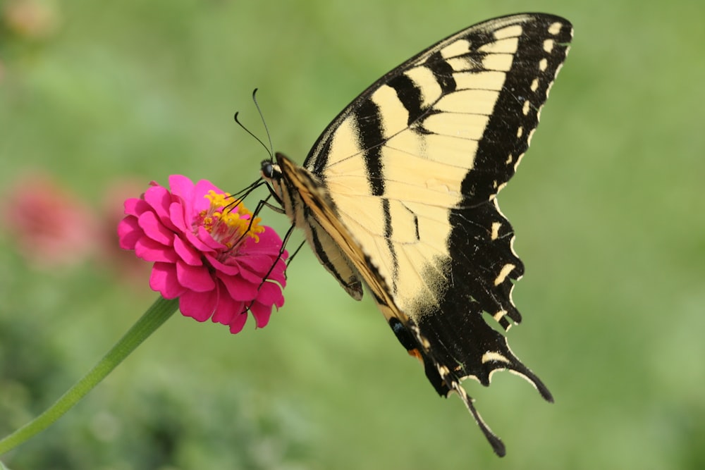 close-up photography of white-and-black butterfly