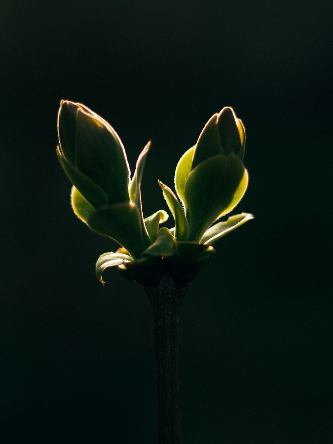 green flower in black background