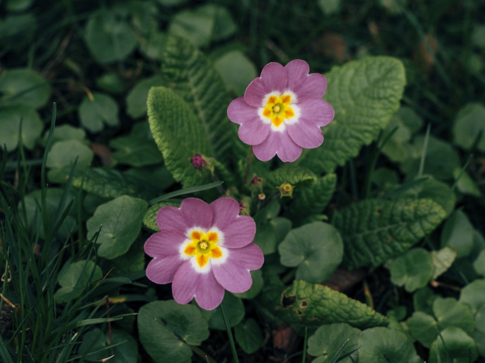 selective focus photography of pink-petaled flowers