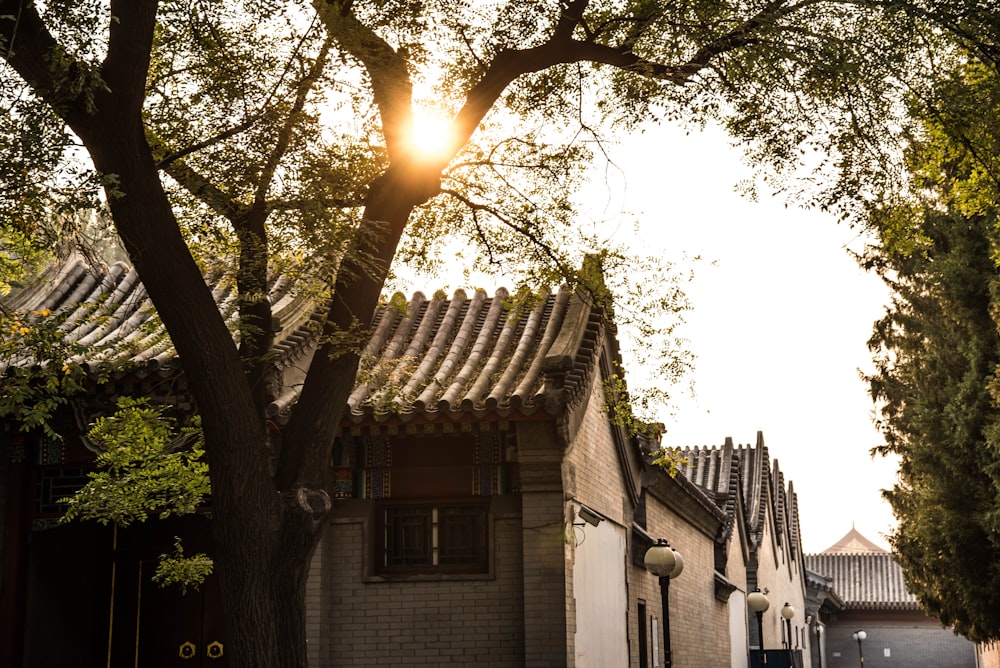 brown concrete buildings beside tree during daytime