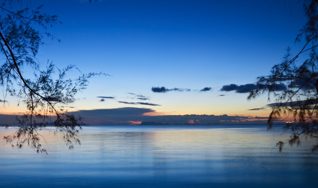 silhoutte of trees,