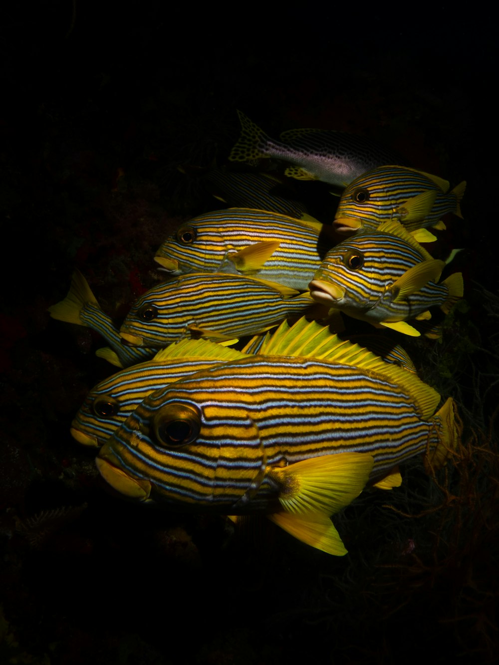 yellow tang fish