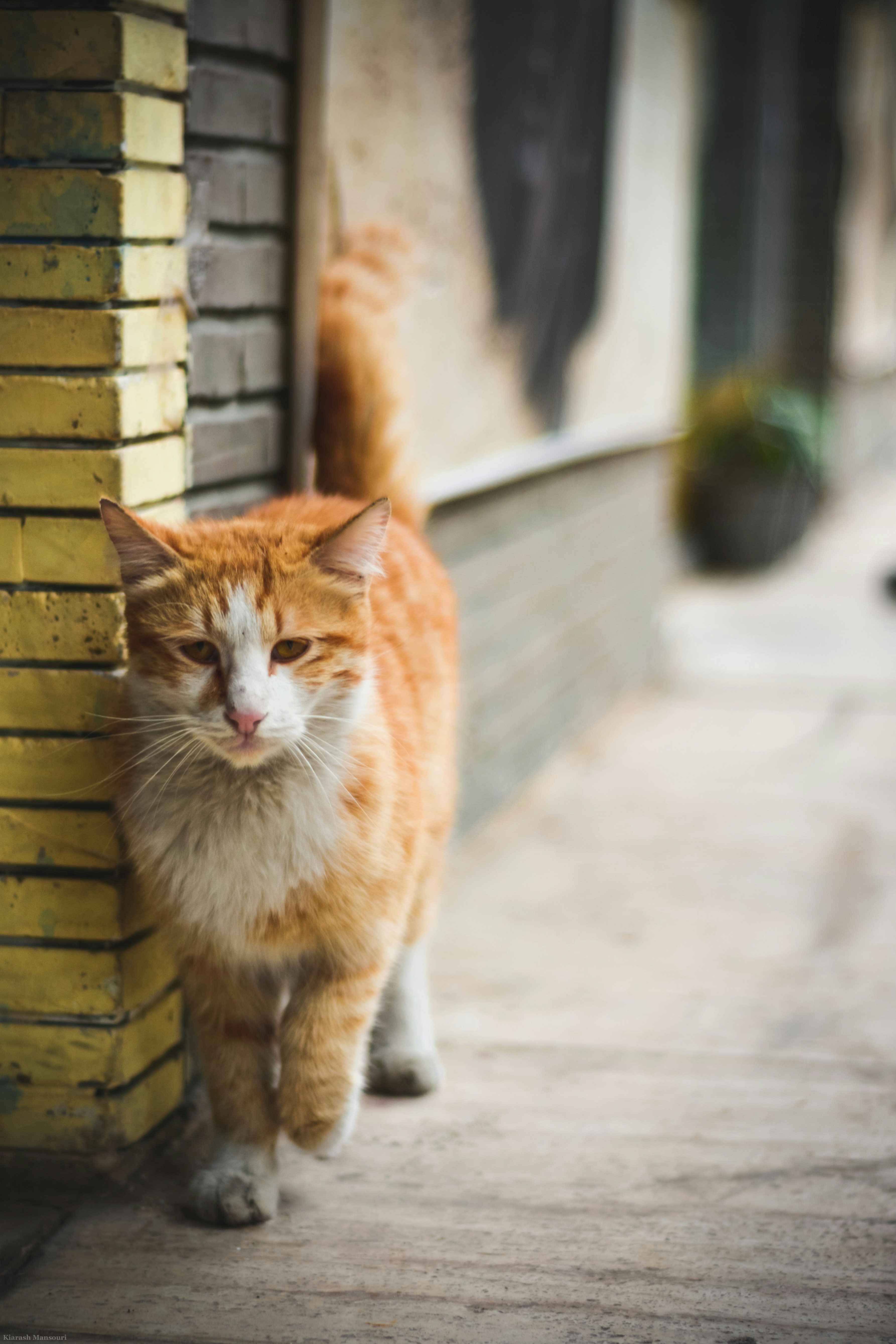 Photo by kiarash_mansouri