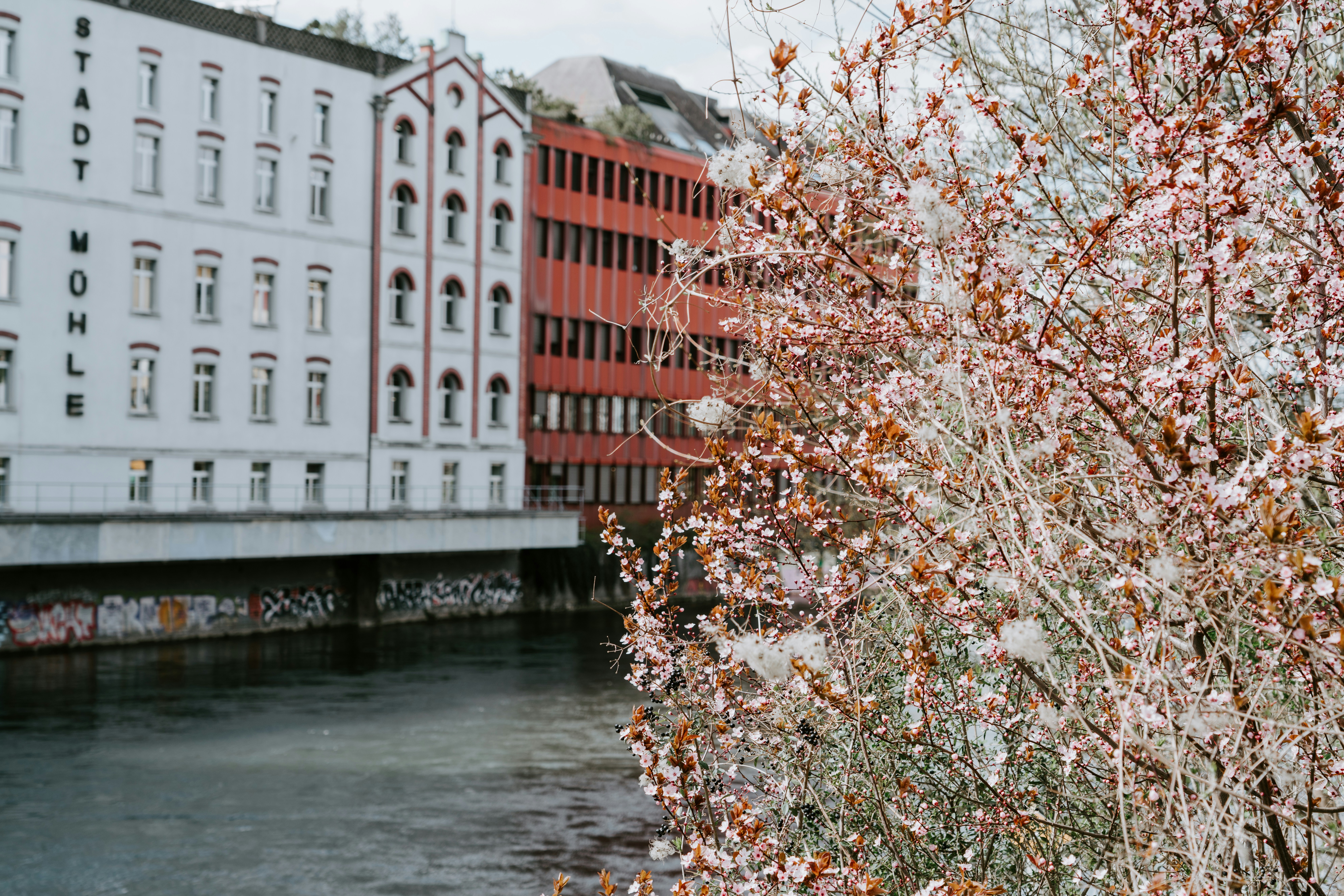 Why We Built Peach Blossom River Technology: A Journey of Code and Culture