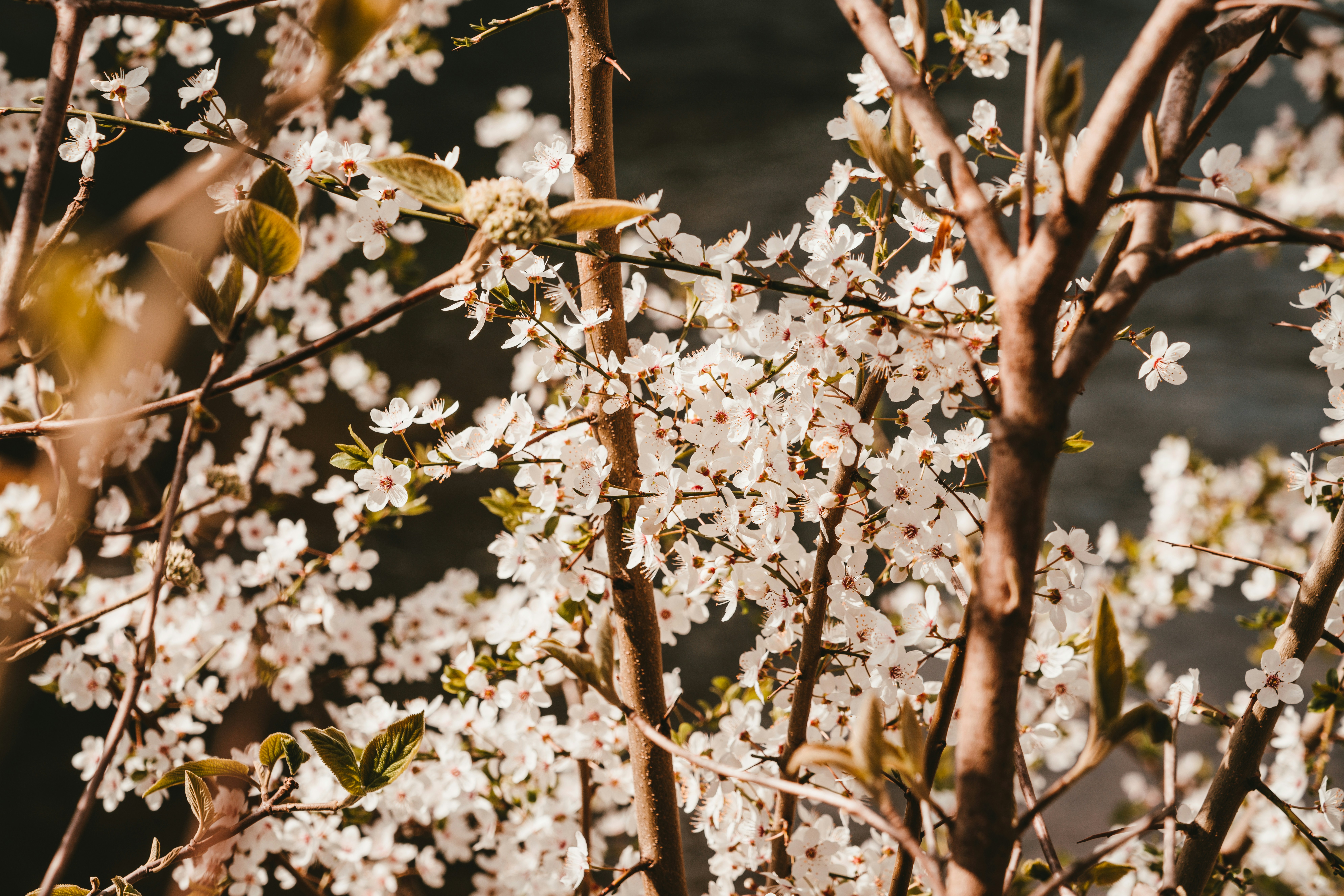 Photo by purzlbaum