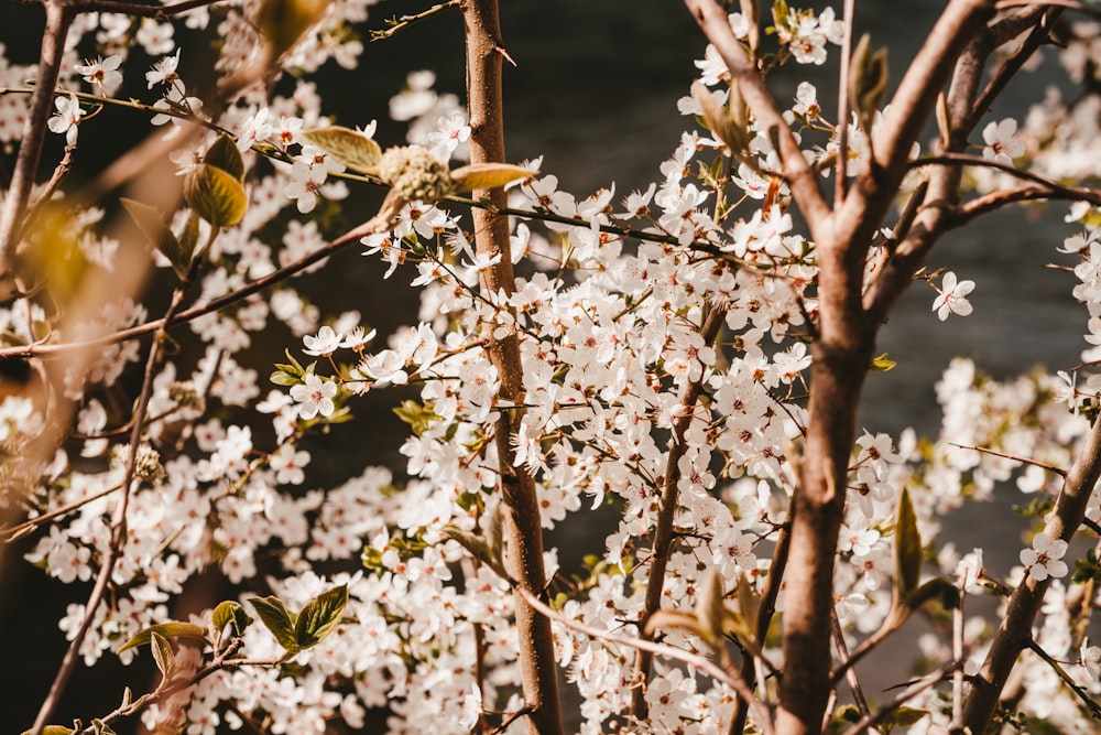 white flowers at bloom