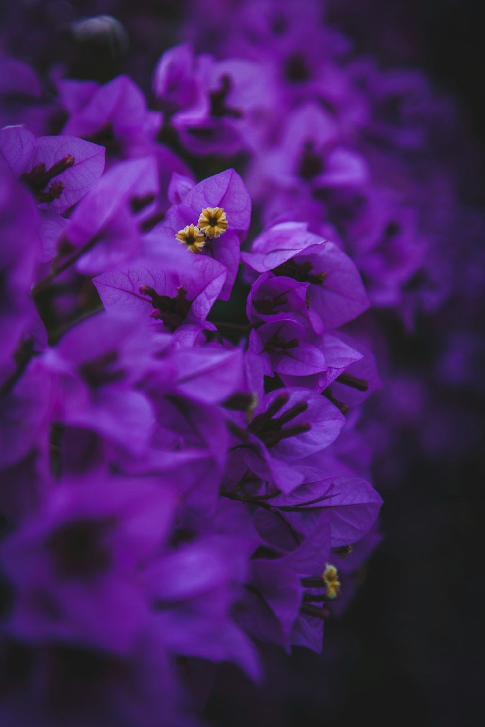 purple bougainvillea