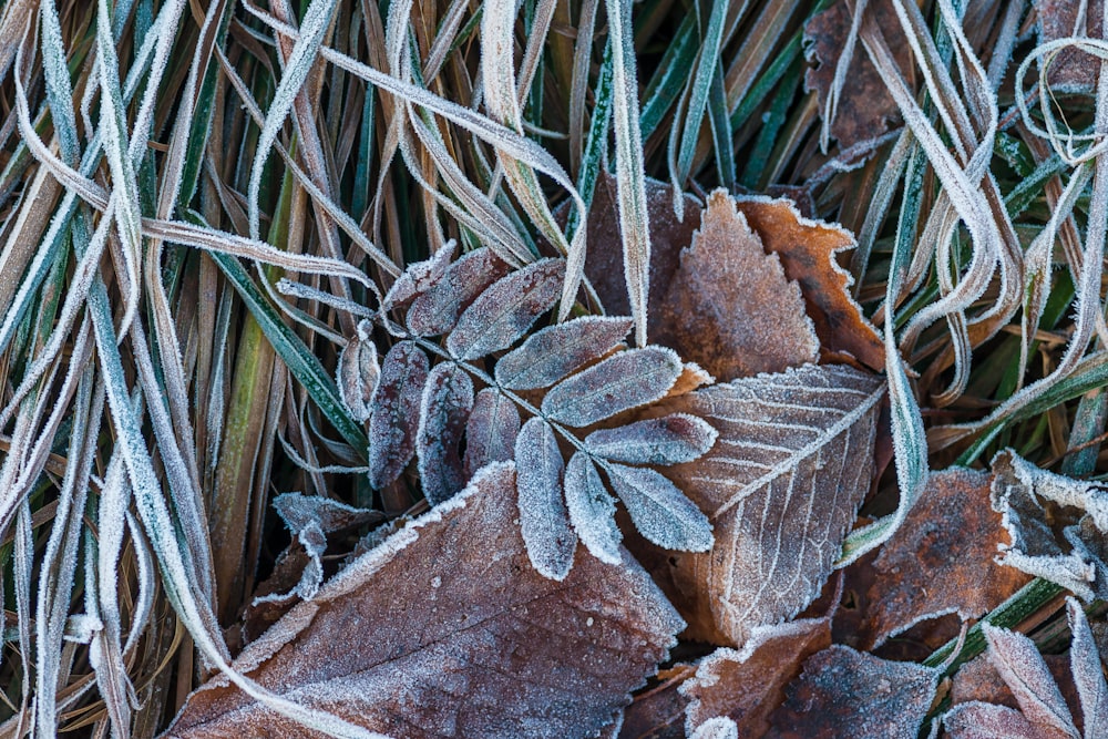 frosted leaves and grass on a cold day