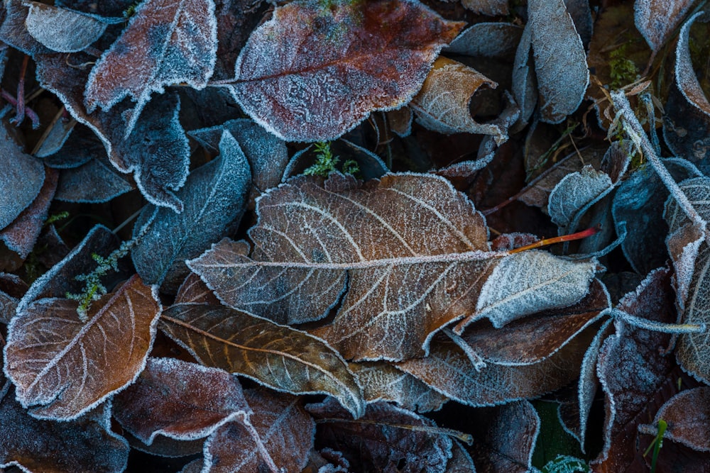 dry leaves on ground