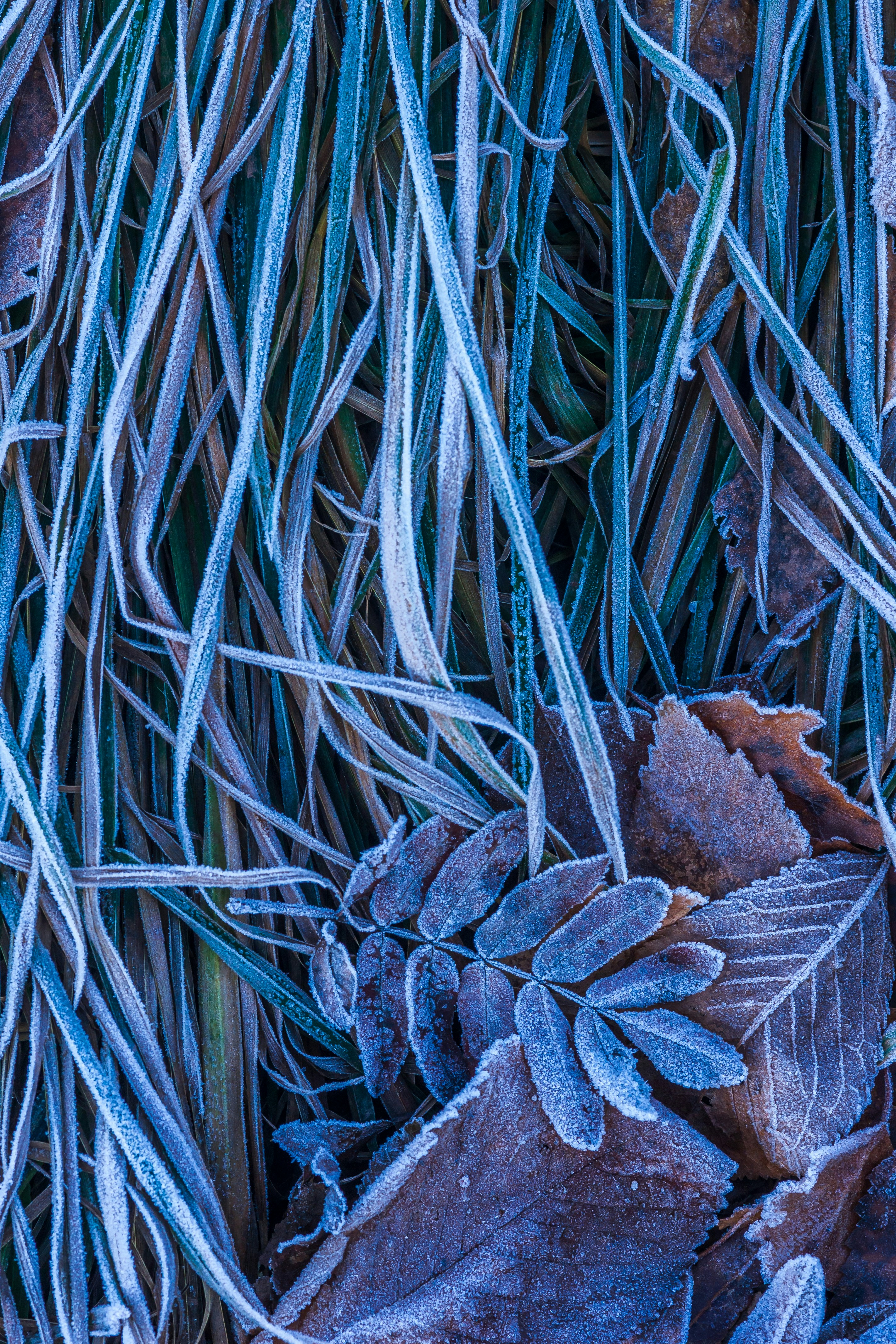 The Neural Magic of Music Chills