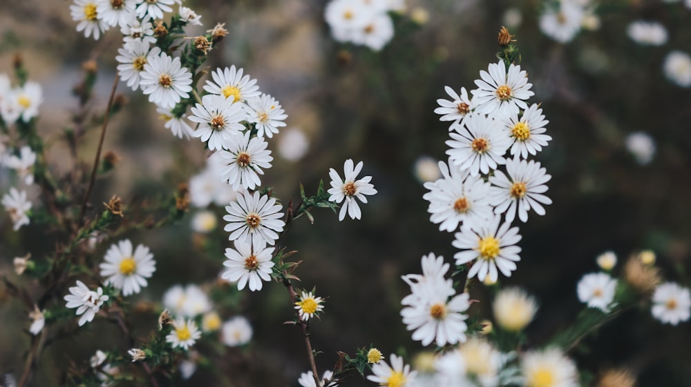 Flores blancas del cosmos