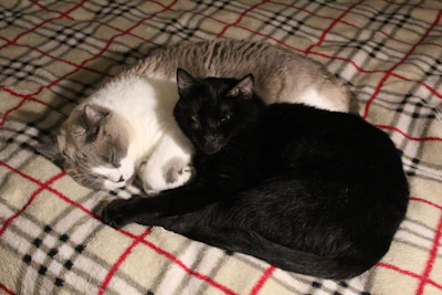Two British Shorthair cats cuddling together on a plush anthracite blanket.