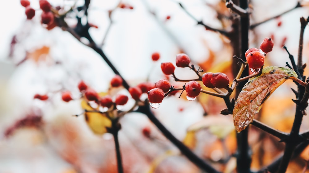 red fruit tree