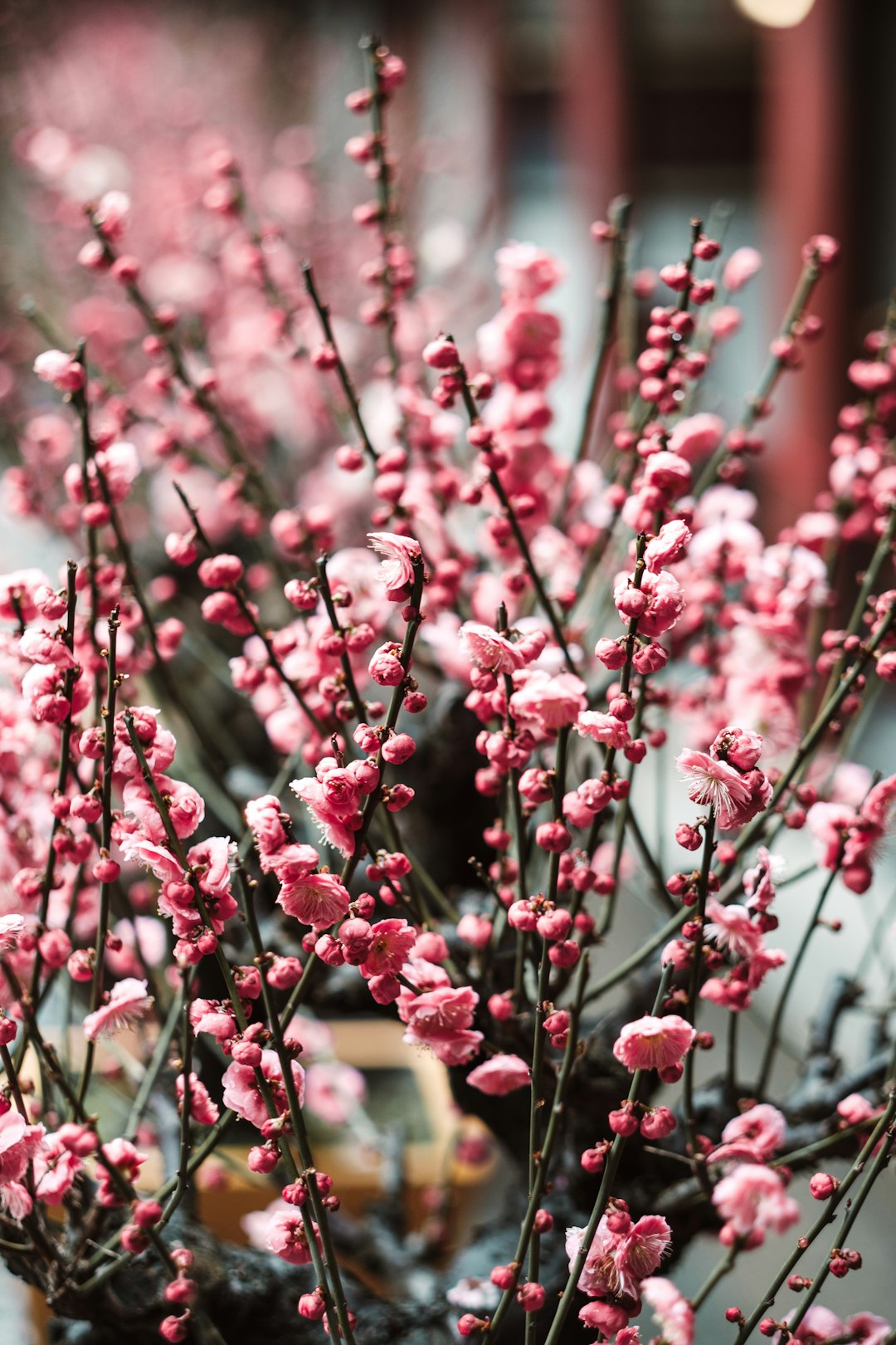 pink-petaled flower