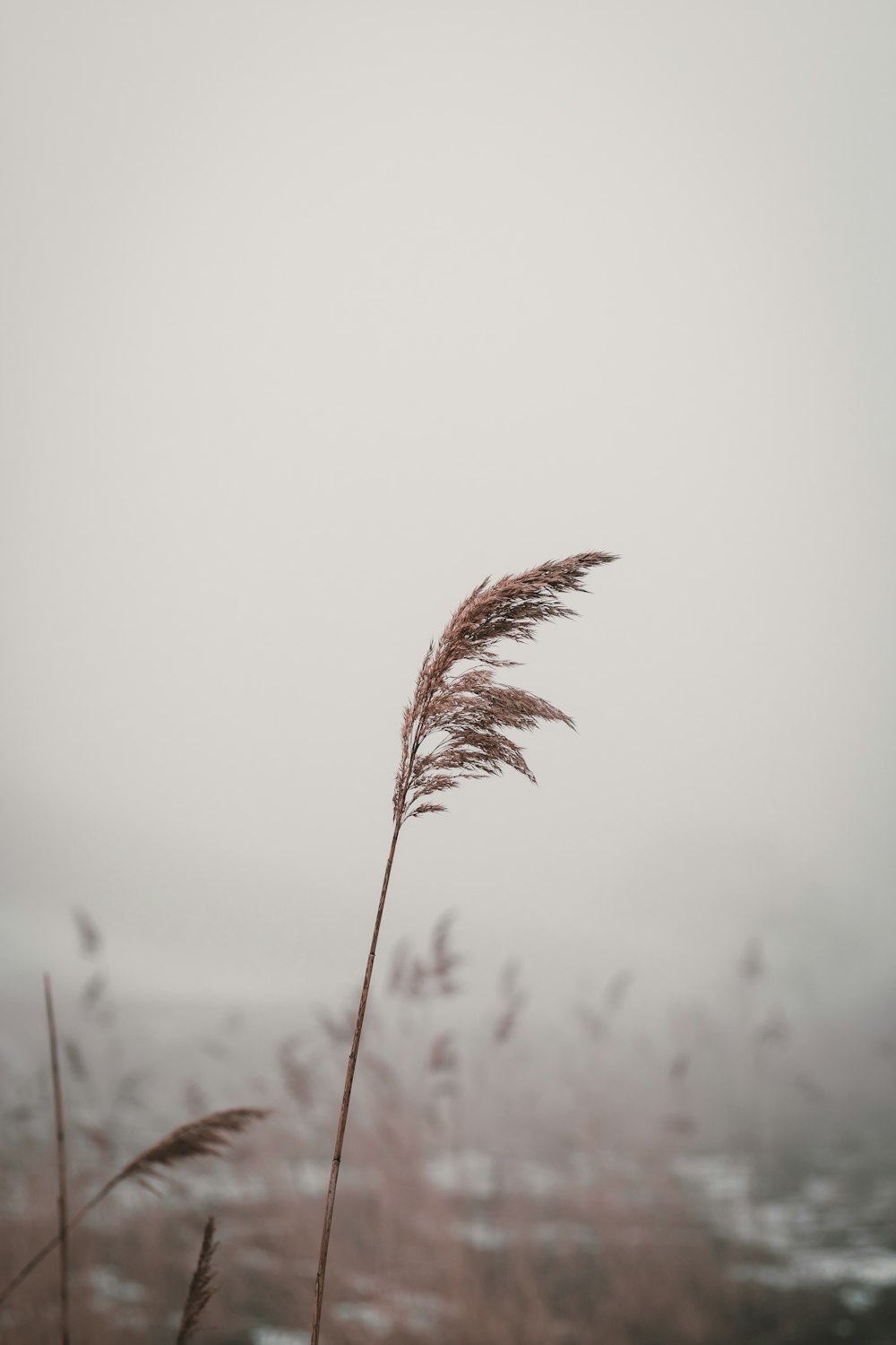 macro photography of brown wheat