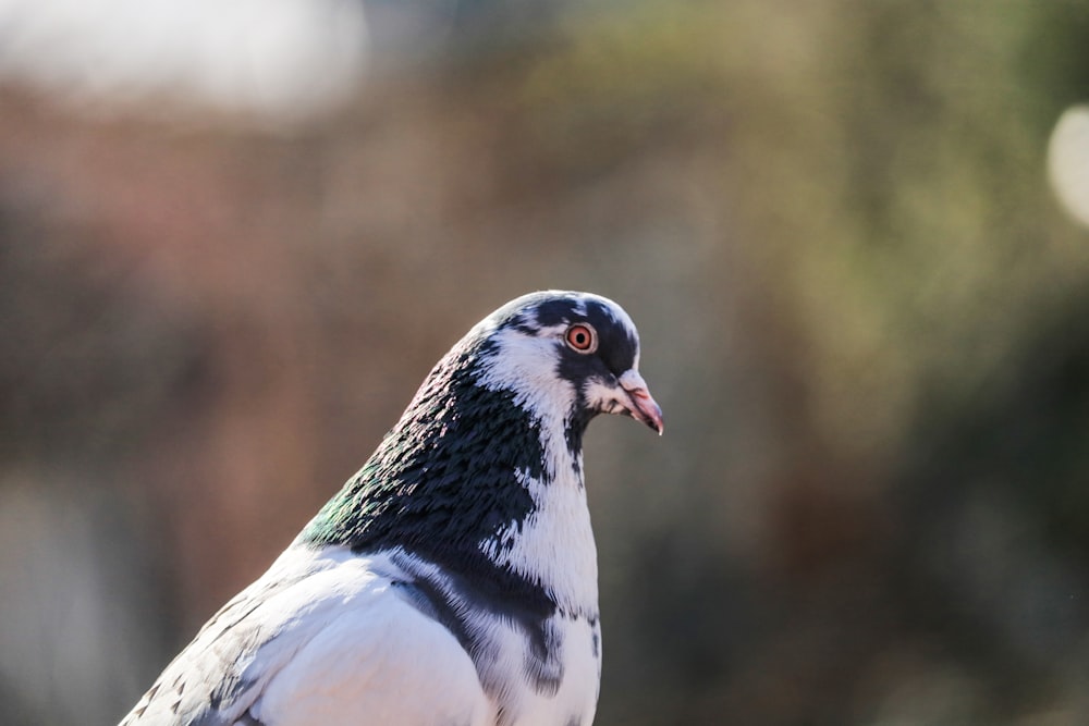 white and black pigeon