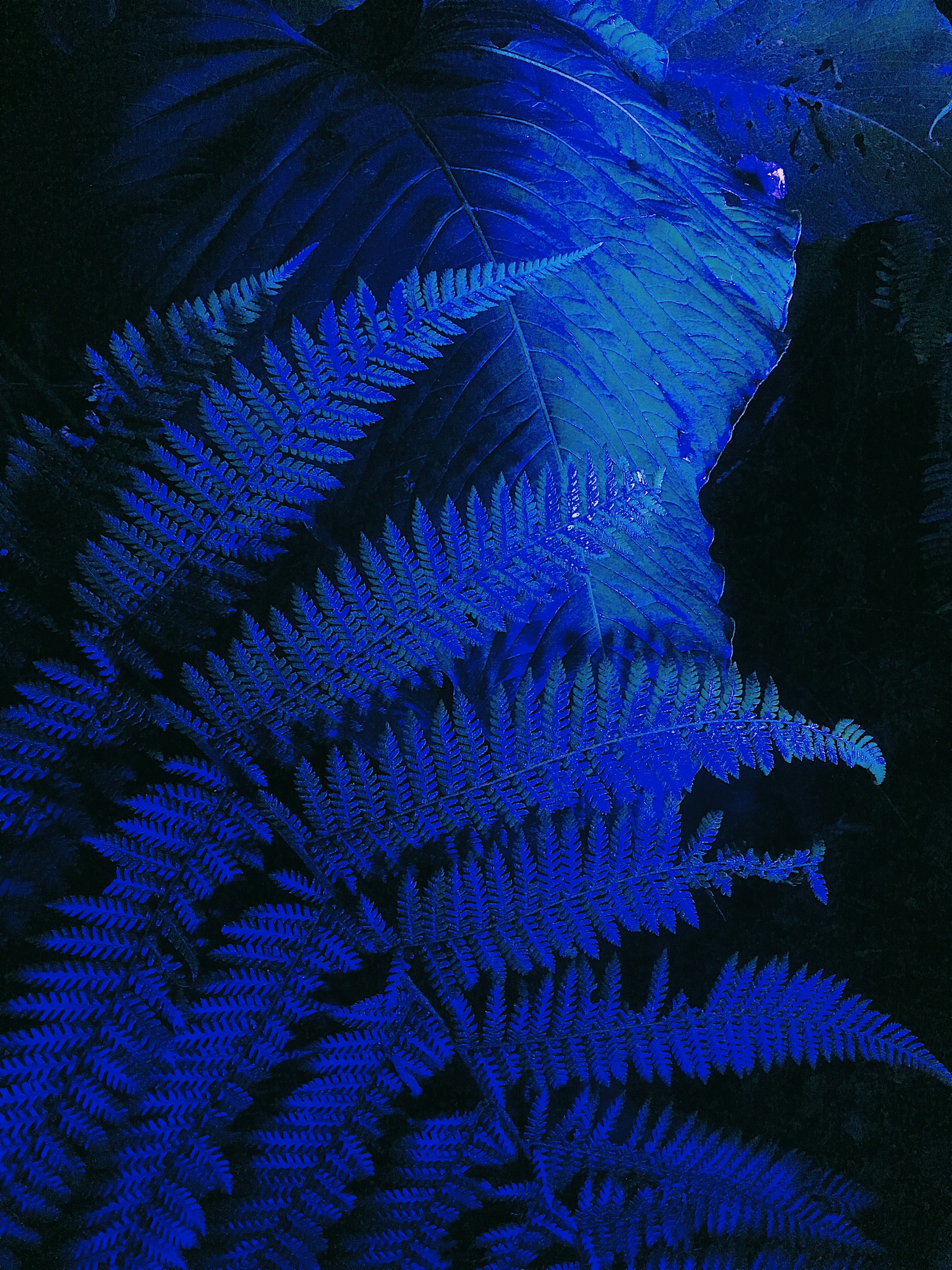 A striking cyanotype print of delicate fern leaves, showcasing intricate details in deep blue tones.