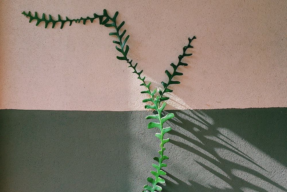 green-leafed plant beside white and gray wall