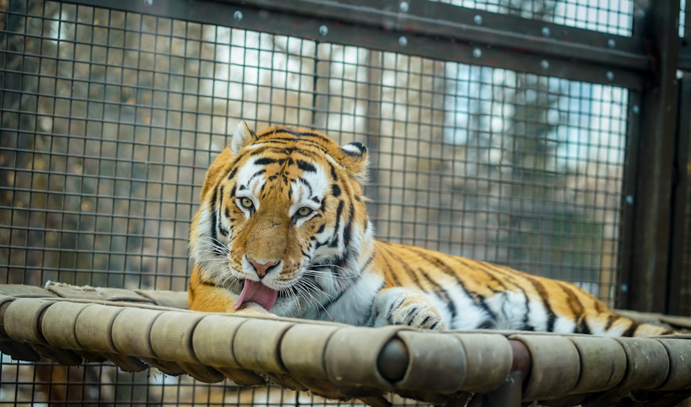 Ausgewachsener Tiger im Käfig liegend