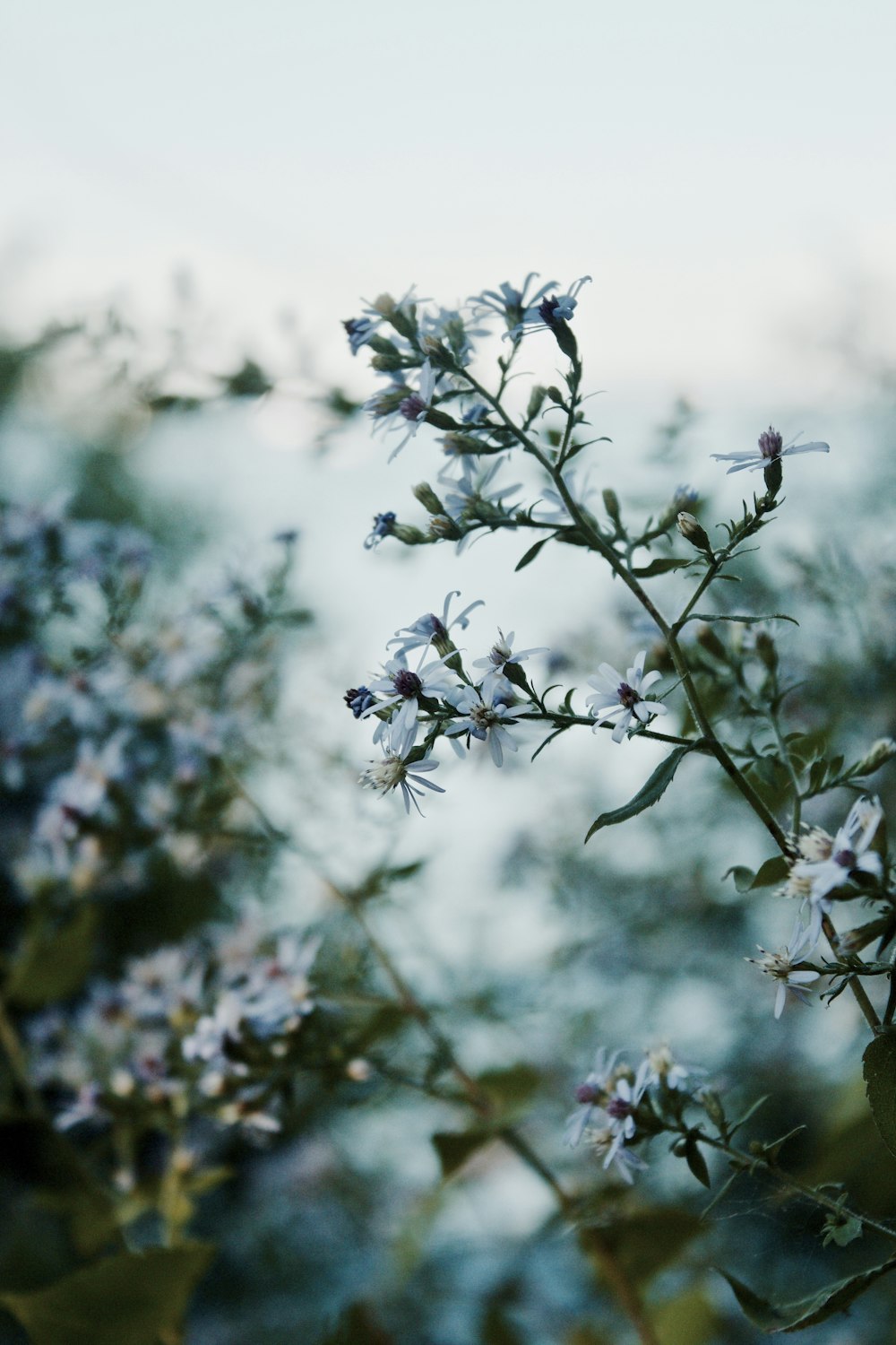 macro photography of white-petaled flowers