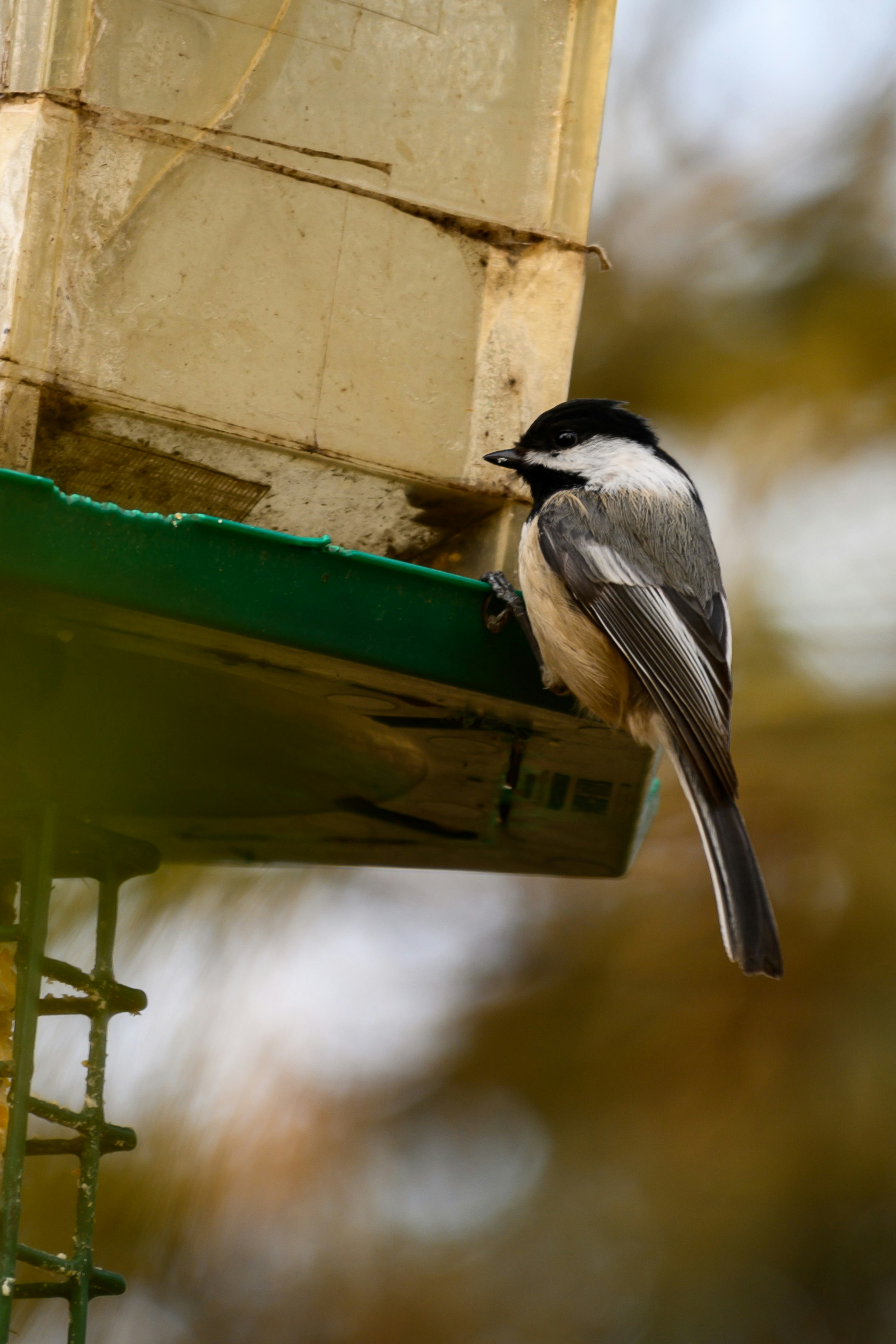 Animal Bird Bird Feeder And Canada Hd Photo By Adam Muise