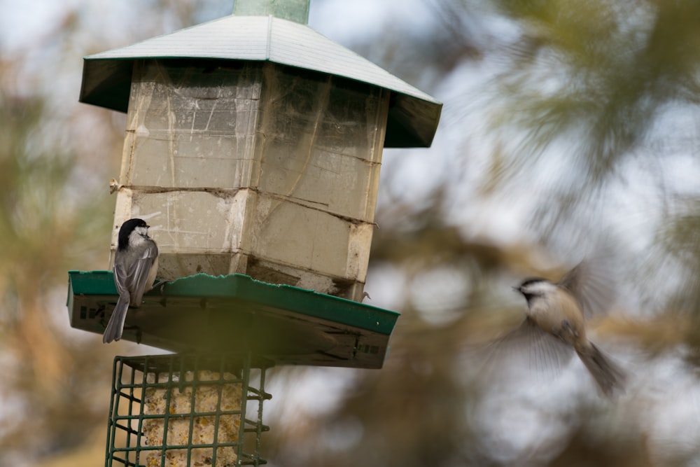 Animal Bird Sparrow And Finch Hd Photo By Sebastian Herrmann