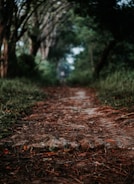 A narrow, earthy path flanked by dense, lush vegetation, leading into a tunnel of overhanging tree branches. The ground is covered with leaves and twigs, creating a natural, undisturbed walkway. Sunlight filters through the canopy, casting dappled shadows on the path.