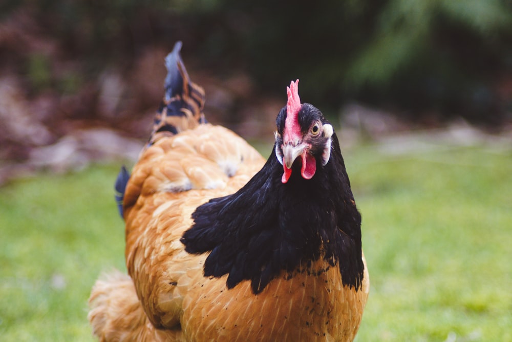 brown black hen on green grass field