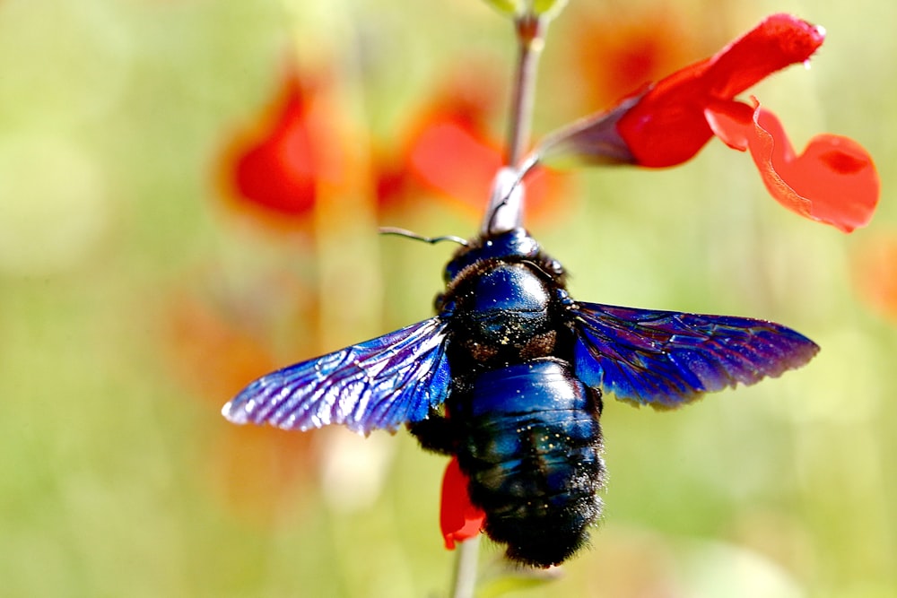 bokeh photography of blue flying insect on red-petaled flower