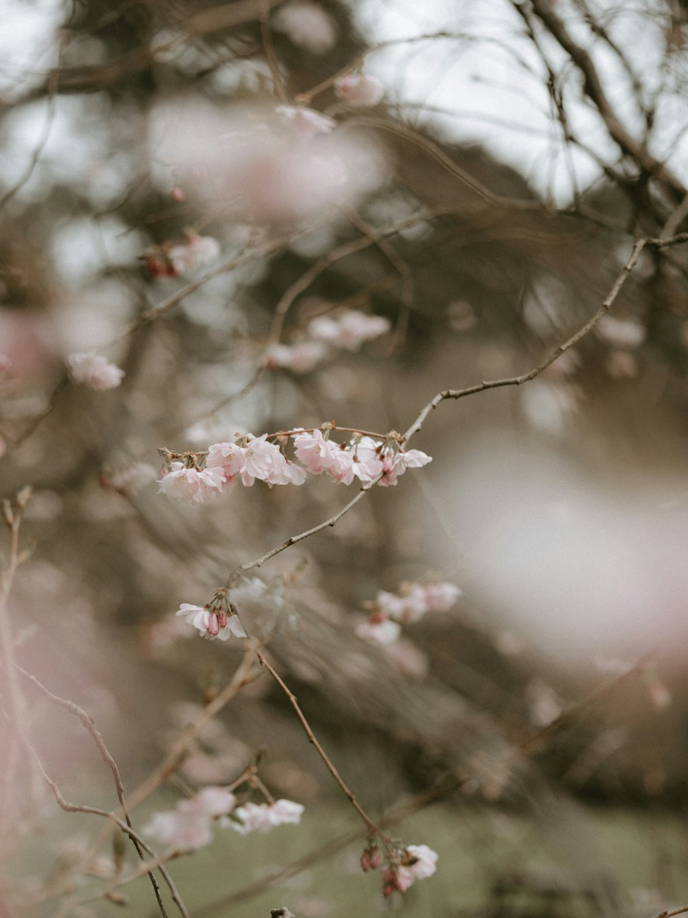 white petaled flowers