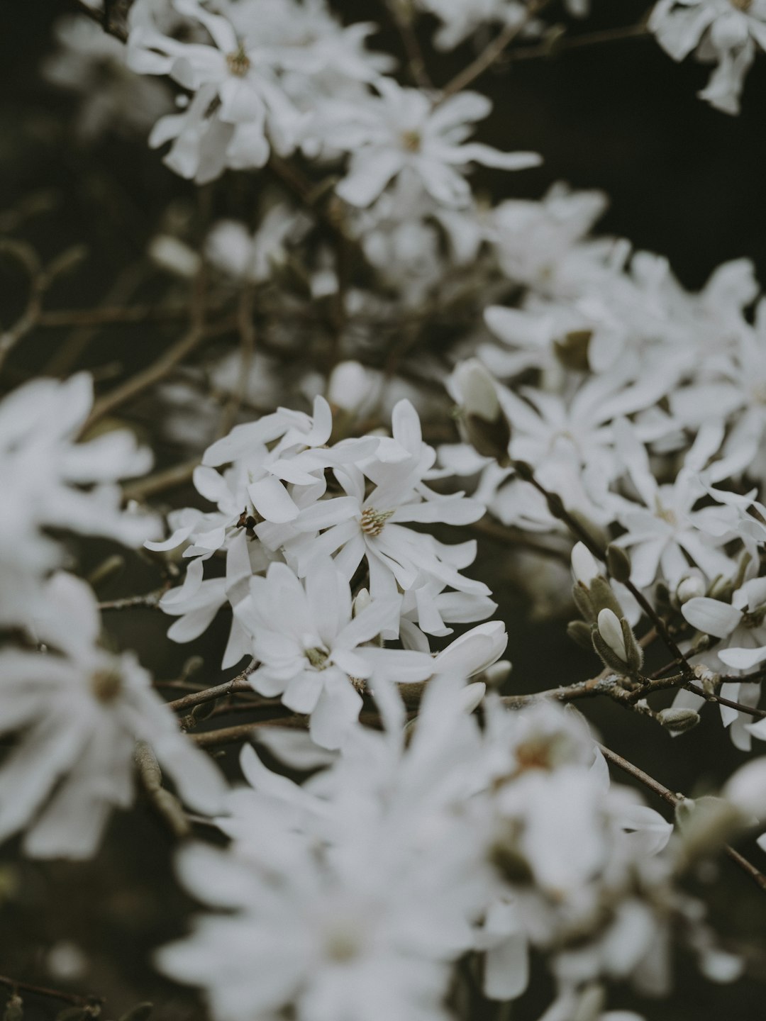 selective focus photography of white-petaled flowers