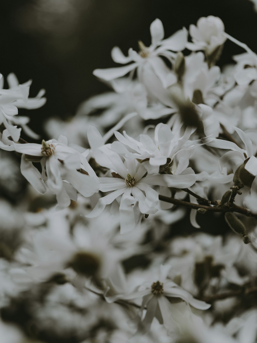 white-petaled flowers