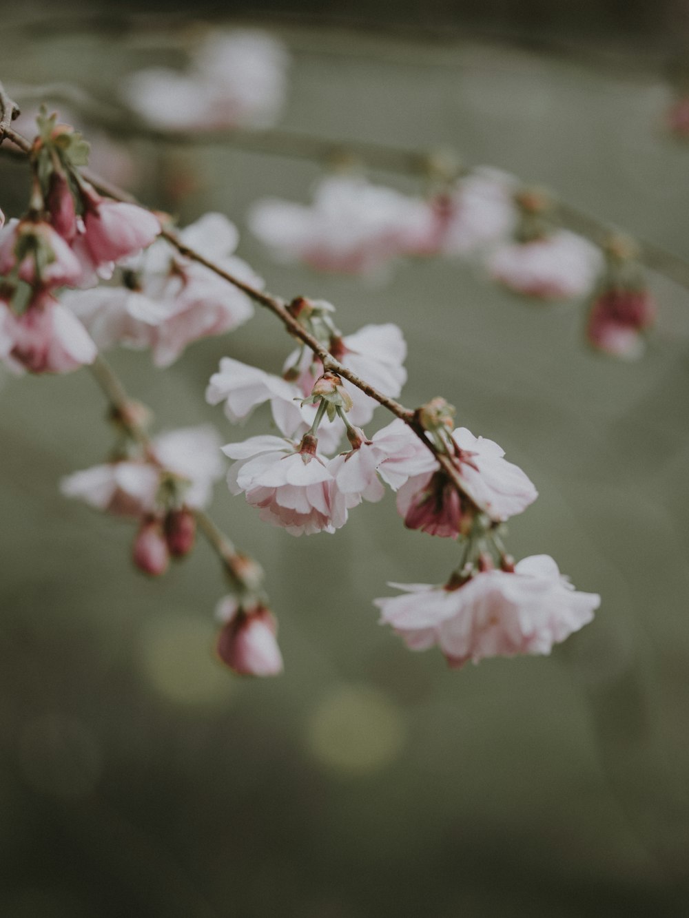 pink flowers