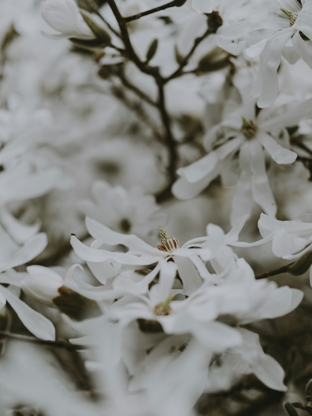 흰 꽃잎 꽃