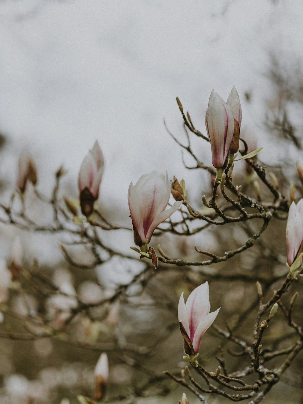 pink-petaled flowers