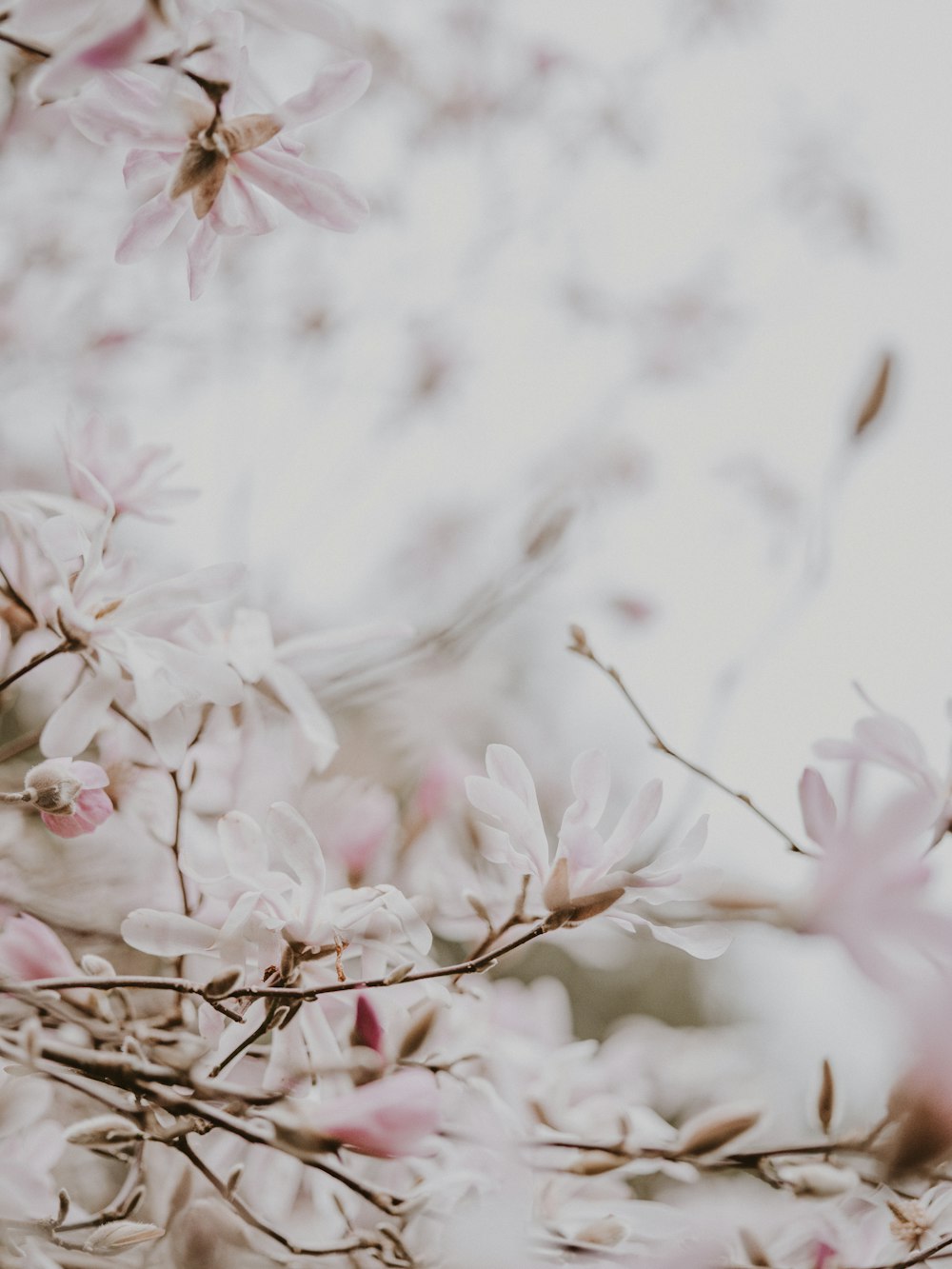 white pink petaled flowers