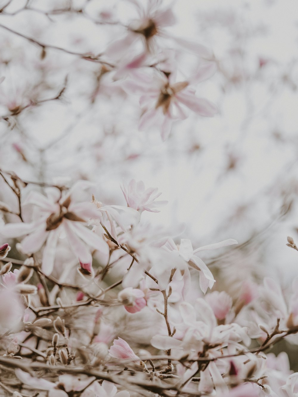 pink white petaled flowers