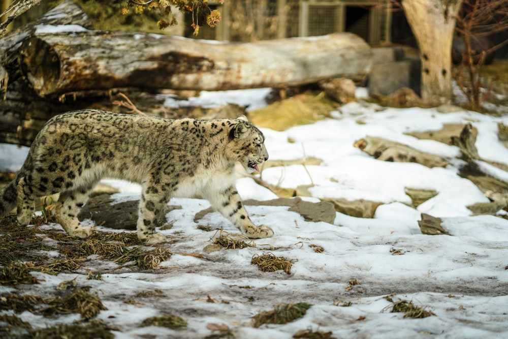 lynx walking on ground filled with snowe