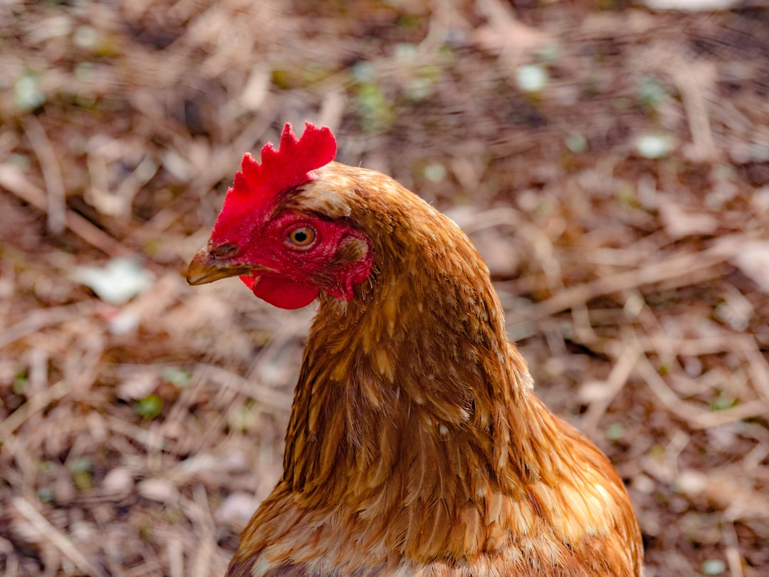 selective focus photography of brown chicken