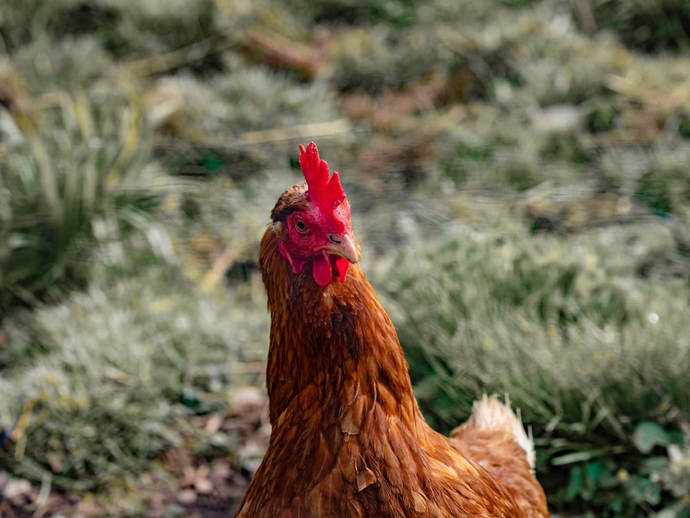 orange chicken near green grass