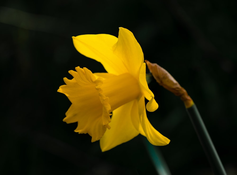 a close up of a yellow flower with a blurry background