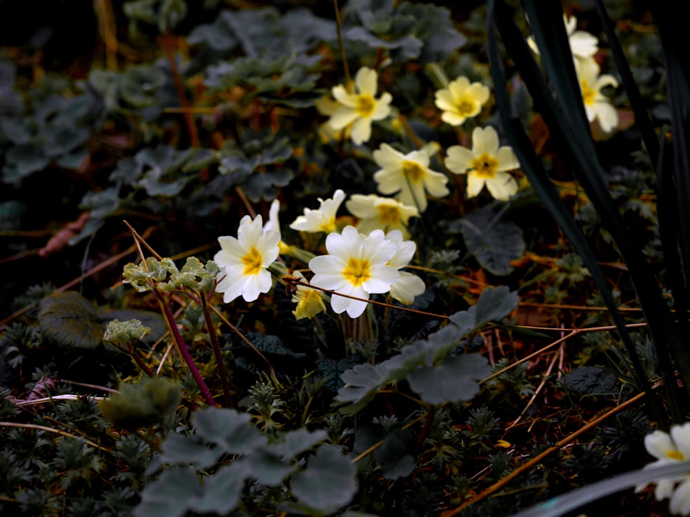 Selektive Fokusfotografie von gelbblättrigen Blüten