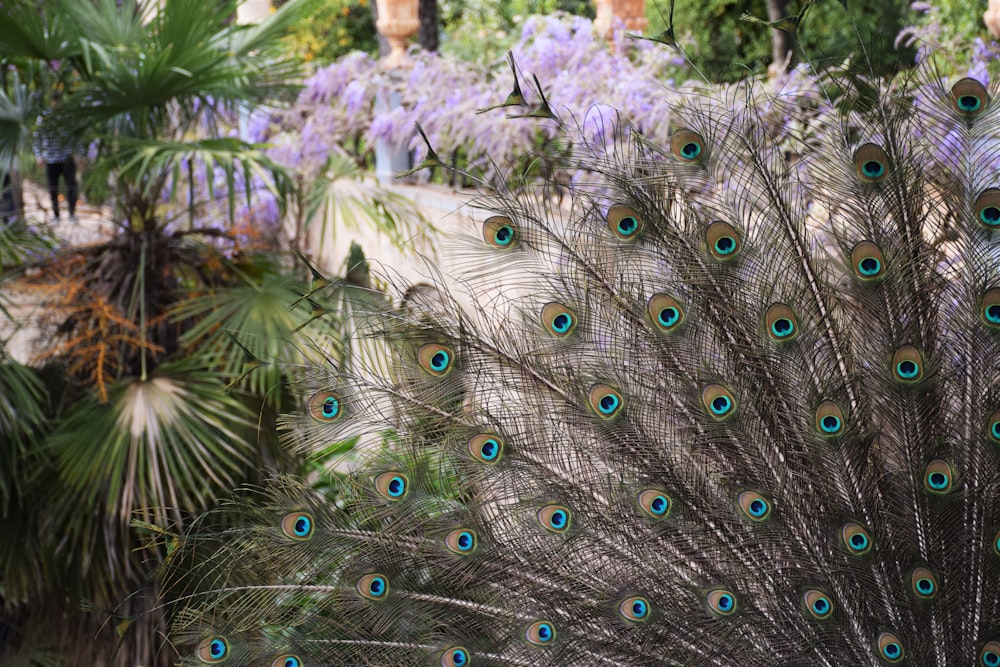 close-up photo of Peacock feather
