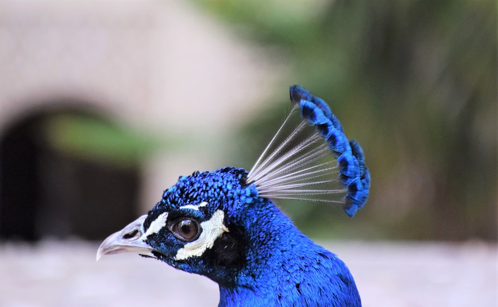 blue and white peacock