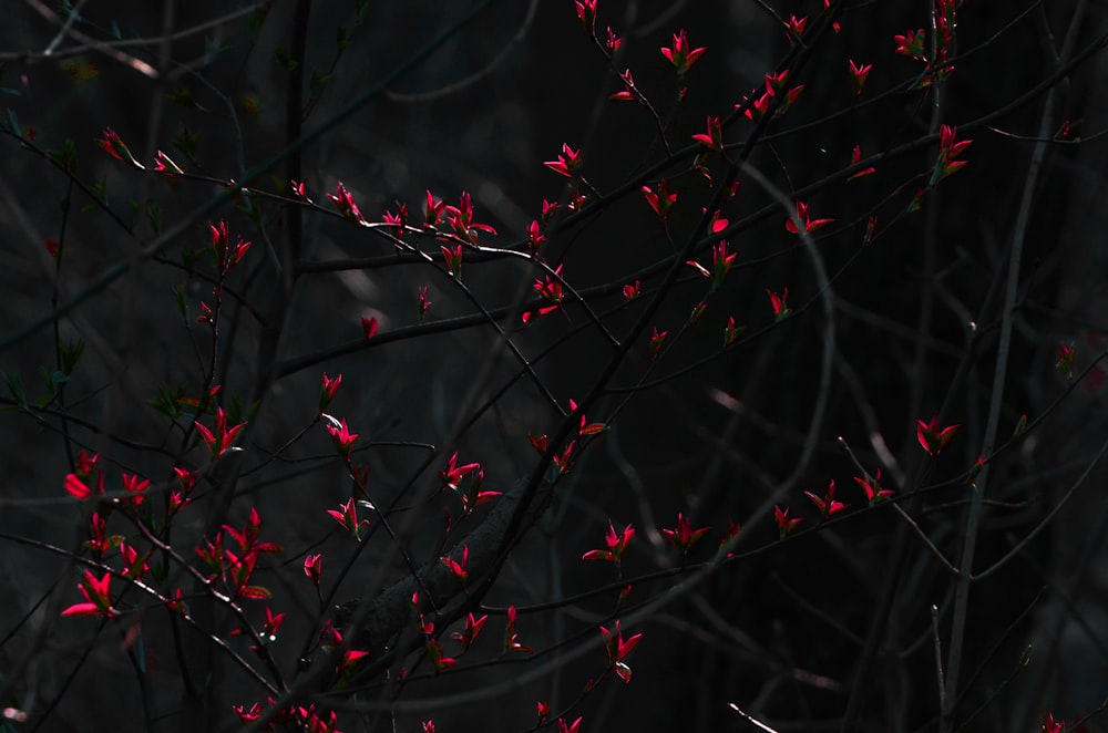 red-petaled flowers during night time