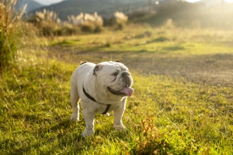 A bulldog resting on a grassy hill overlooking a scenic landscape.