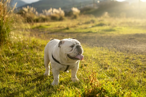 A bulldog resting on a grassy hill overlooking a scenic landscape.