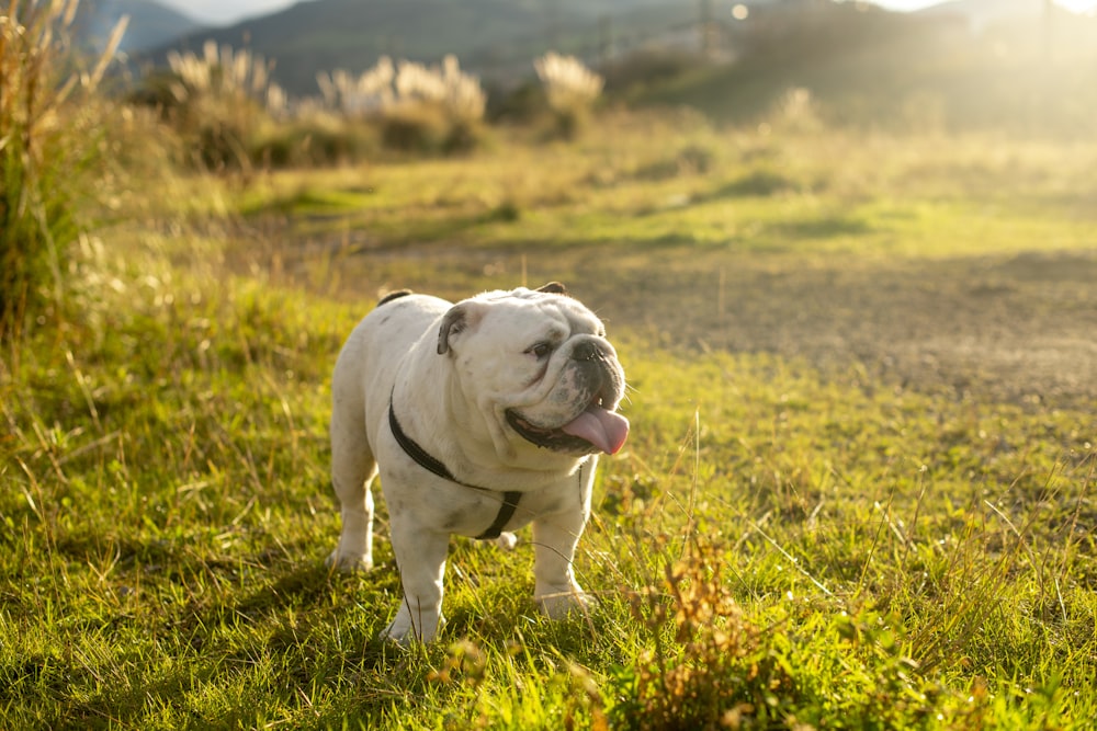 chien blanc à poil court