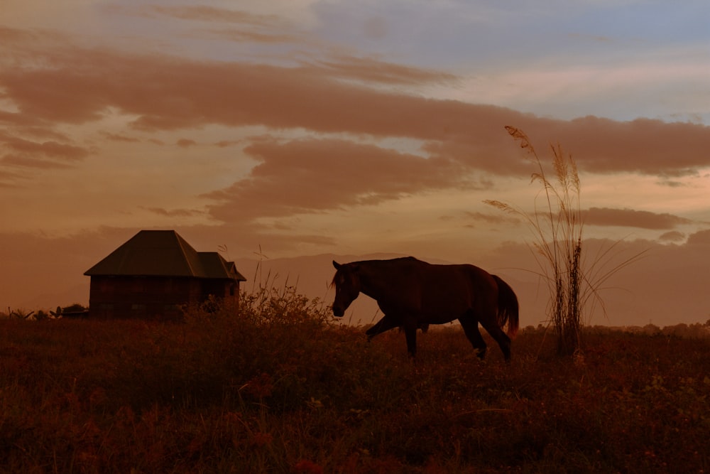 Cavallo marrone sul campo durante l'ora d'oro